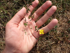 Potentilla anglica