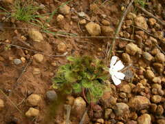 Drosera schmutzii
