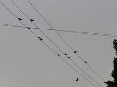 Streptopelia decaocto