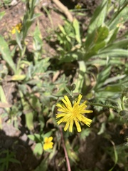 Hieracium scouleri