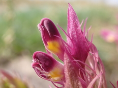 Melampyrum arvense