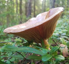 Lactarius helvus