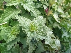 Lamium garganicum
