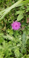 Carduus defloratus