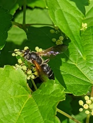 Tachytes guatemalensis
