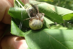 Araneus marmoreus