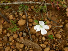 Drosera schmutzii