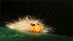 Erebidae
