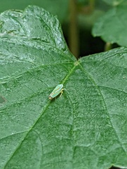Graphocephala versuta