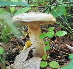 Limacella