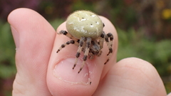 Araneus quadratus