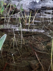 Eriocaulon aquaticum
