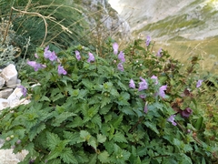 Lamium garganicum