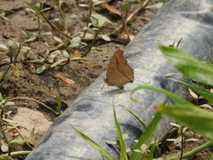 Junonia almana