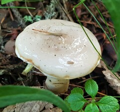 Limacella
