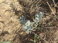 Convolvulus persicus