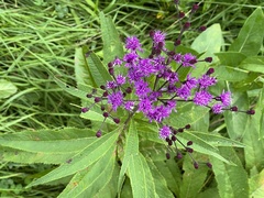 Vernonia gigantea