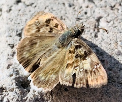 Erynnis tristis tatius