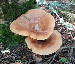 Lactarius helvus