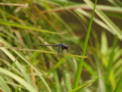 Potamarcha congener