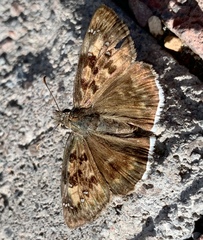 Erynnis tristis tatius
