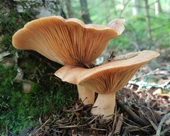 Lactarius helvus