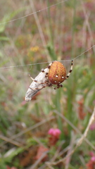 Araneus quadratus