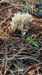Clavulina coralloides