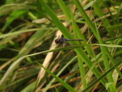 Potamarcha congener
