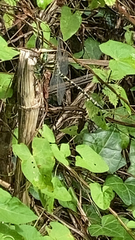 Cordulegaster boltonii