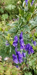 Aconitum variegatum