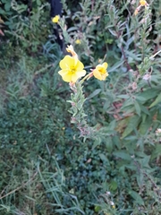 Oenothera