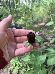 Rudbeckia occidentalis