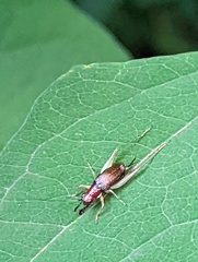 Phyllopalpus pulchellus