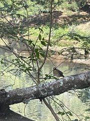 Turdus amaurochalinus