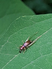 Phyllopalpus pulchellus