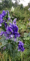 Aconitum variegatum