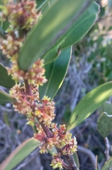 Pterocelastrus tricuspidatus