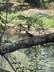 Turdus amaurochalinus