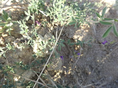 Medicago