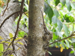 Diploderma swinhonis