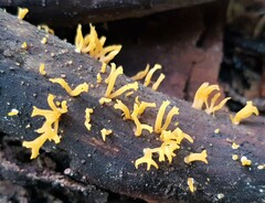 Calocera viscosa