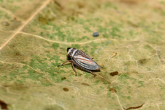 Aphrodes