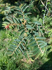 Phyllanthus salviifolius