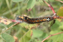 Acronicta