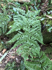 Dryopteris sparsa