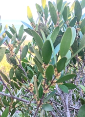 Pterocelastrus tricuspidatus