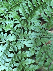 Dryopteris sparsa