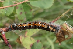 Acronicta