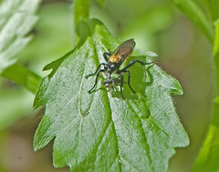 Laphria sericea
